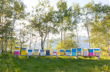 Fototapeta na wymiar Colourful beehives in a field. Summer season.