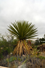 Palm Vertical/Spanish Dagger Yucca