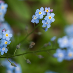 Blue Forget-Me-Not flowers 
