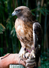 Red Tailed Hawk Perched on Falconer's Hand