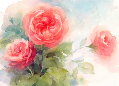 Watercolor Pink English Garden Roses Flowers Hand Painted Floral Background Texture Illustration