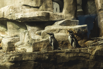 Penguins at the Field Museum