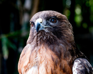 Portrait of a Red Tailed Hawk
