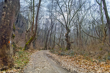 Amazing view of winter forest in Belasitsa Mountain, Bulgaria