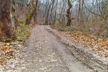 Fototapeta premium Amazing view of winter forest in Belasitsa Mountain, Bulgaria
