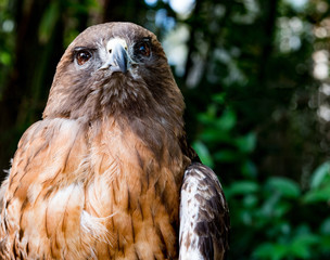 Stunning Red Tailed Hawk Eyes the Skies