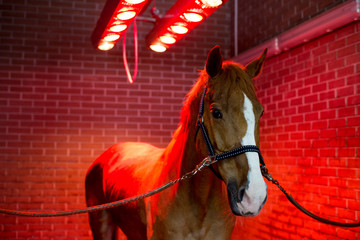 Bayard in special solarium for horses at the time of procedure