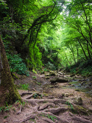 Stream running through the woods.