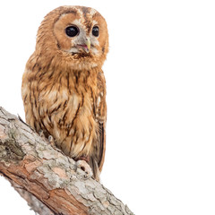 Happy tawny owl (Strix aluco) over white background