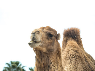 Two-humped camel (Camelus bactrianus) with funny expression isolated on white background