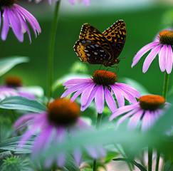 Butterfly on Flowers