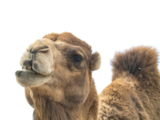 Two-humped camel (Camelus bactrianus) with funny expression isolated on white background