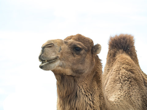 Camel (Camelus bactrianus) with funny expression isolated on white background