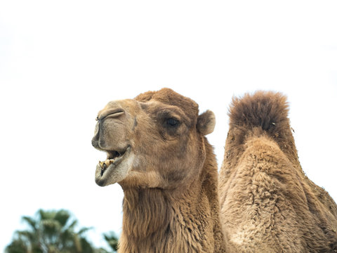 Two-humped camel (Camelus bactrianus) with funny expression isolated on white background