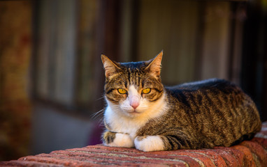 Portrait of a cat along a street in Tuscany