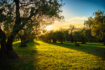 Fototapeta premium Olive trees at sunset light in Tuscany