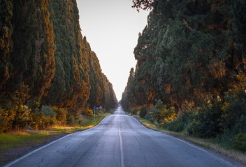 Famous road amidst by cypress trees in Tuscany near the town of Bolgheri, Italy.