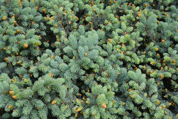 Young twigs of blue spruce. Background image of vernal spruce branches.