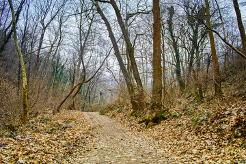 Amazing view of winter forest in Belasitsa Mountain, Bulgaria