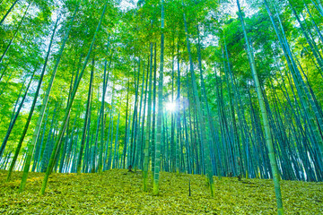 Fototapeta na wymiar 新緑の竹林と太陽