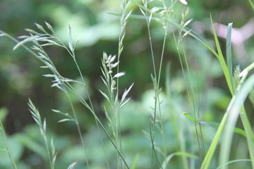 Green Grass