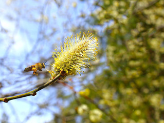 Spring willow, branch with buds on a celestial background close-ups