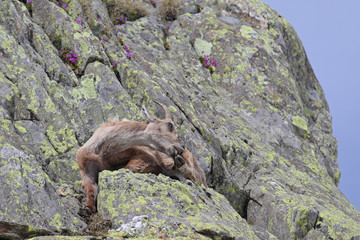 Ibex, Capra Ibex, laying on high mountain cliffs biting its hoofs with blue sky and flowers
