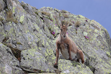 Ibex, Capra Ibex, getting up on high mountain cliffs with blue sky and flowers
