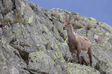 Ibex, Capra Ibex, standing high against mountain cliffs with blue sky and flowers