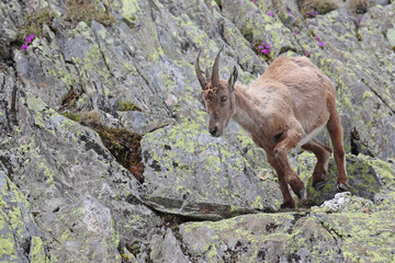 Ibex, Capra Ibex, walking high against mountain cliffs covered in lichens and flowers