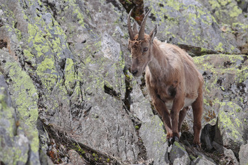 Ibex, Capra Ibex, standing high against mountain cliffs covered in lichens