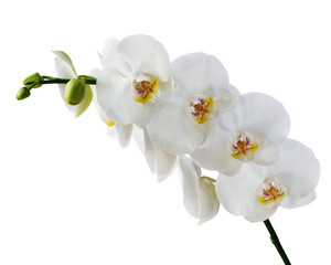 Obraz na płótnie Canvas Delicate orchid branch blossoming with large white flowers isolated on white background. Blooming twig of Phalaenopsis orchid flower.