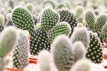 pile of beautiful cactus