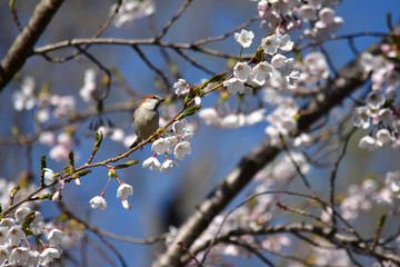 桜の花とニュウナイスズメ