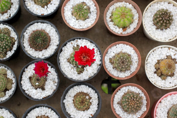 beautiful succulent in flower shop