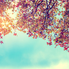 Beautiful autumn leaves and sky background in fall season, Colorful maple foliage tree in the autumn park, Autumn trees Leaves in vintage color tone.