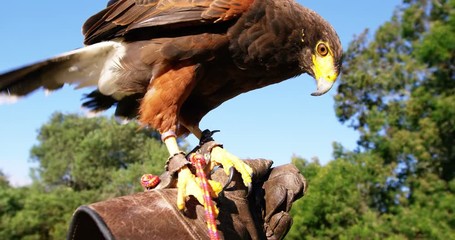 Falcon eagle perching on mans hand - Powered by Adobe