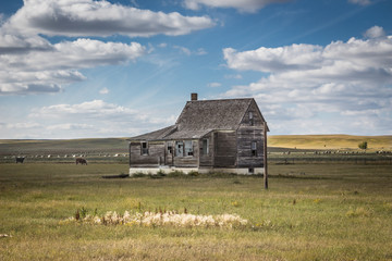 horizontal image of a very quaint little abandoned wooden home sitting in the pasture with cows grazing under a beautiful blue sky with white clouds floating by.