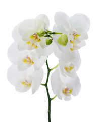 Fototapeta na wymiar Delicate orchid branch blossoming with large white flowers isolated on white background. Blooming twig of Phalaenopsis orchid flower. Shallow depth of field.