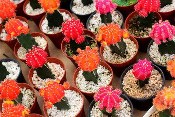 beautiful cactus in flower shop