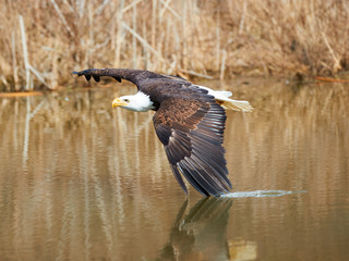 Bald Eagle flying over a lake