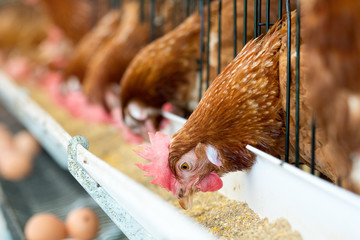 Hen, Chicken eggs and chickens eating food in farm