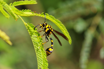 Insect, Macro Photography