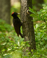 Black woodpecker in the forest