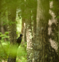 Black woodpecker in the forest
