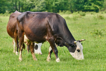 Fototapeta na wymiar Brown cows grazing
