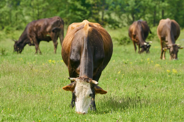 Brown cows grazing