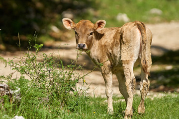 Cute cow calf