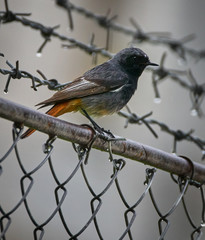 Black redstart on a fence