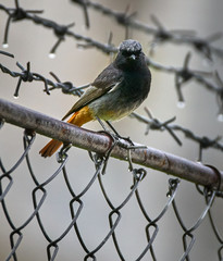 Black redstart on a fence
